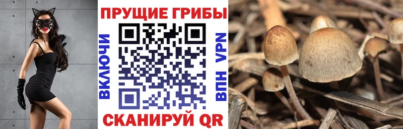 Псилоцибиновые грибы Magic Shrooms  OMG онион  Мглин 